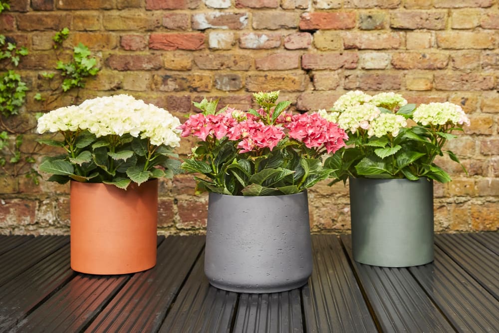 Pink and white hydrangeas in outdoor decorative pots in a garden